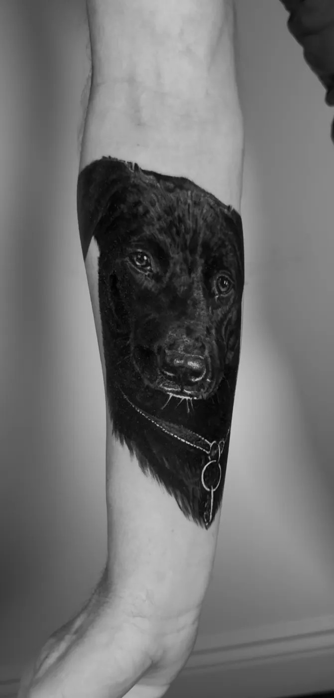 Même portrait canin, autre éclairage, avant-bras, noir et gris.